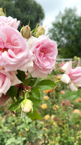 Meredith™ Potted Rose Bush