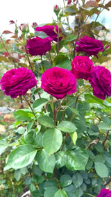 Celestial Night® Potted Tree Rose