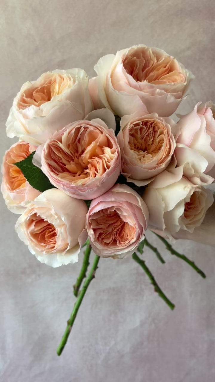 Gracie's Blooms & Branches™ Bundles - David Austin® Carding Mill® & Ju