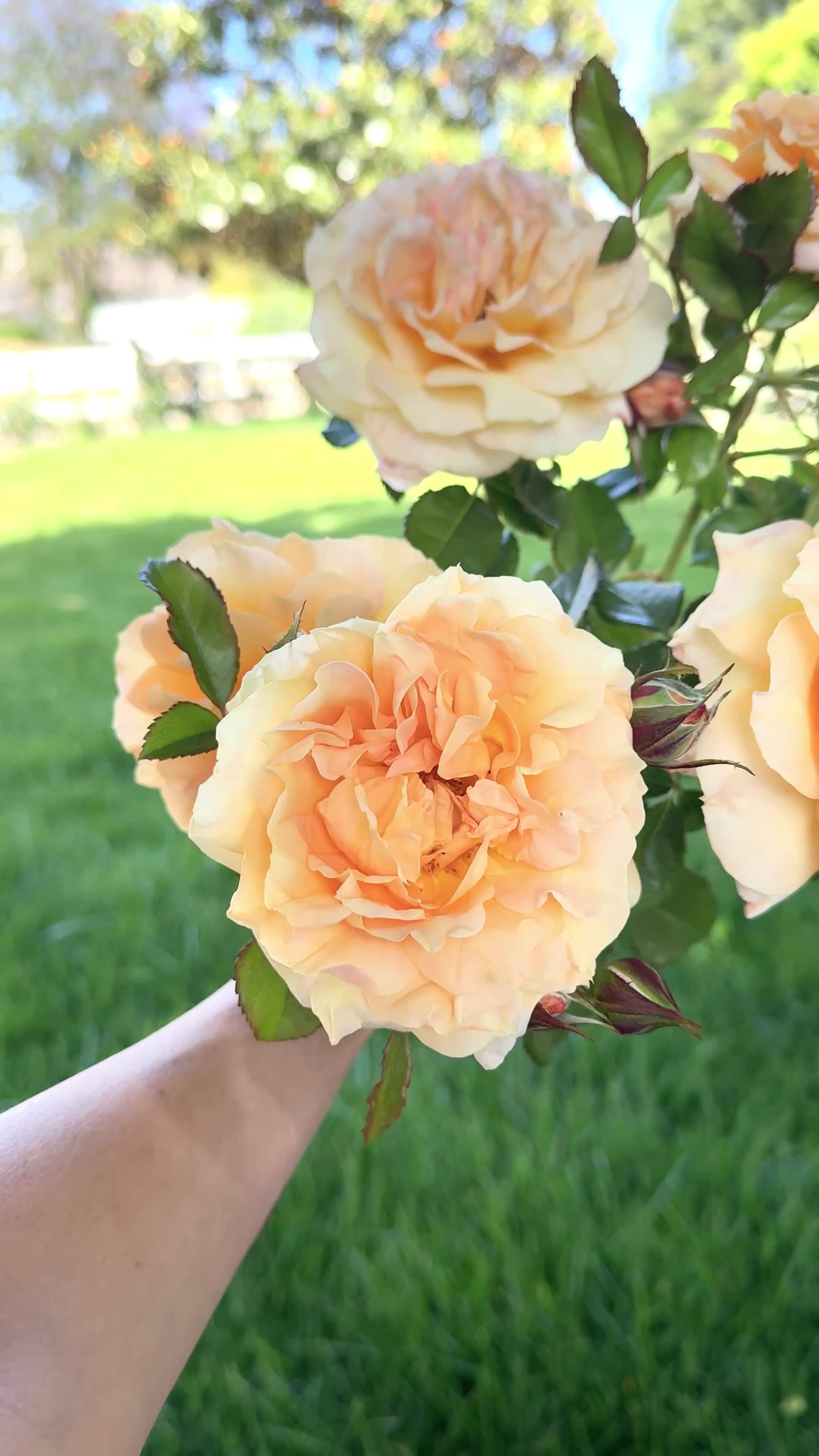 Forever Amber Rose | Warm Amber Rose Bush | Grace Rose Farm