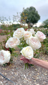 Top Cream™ Potted Rose Bush