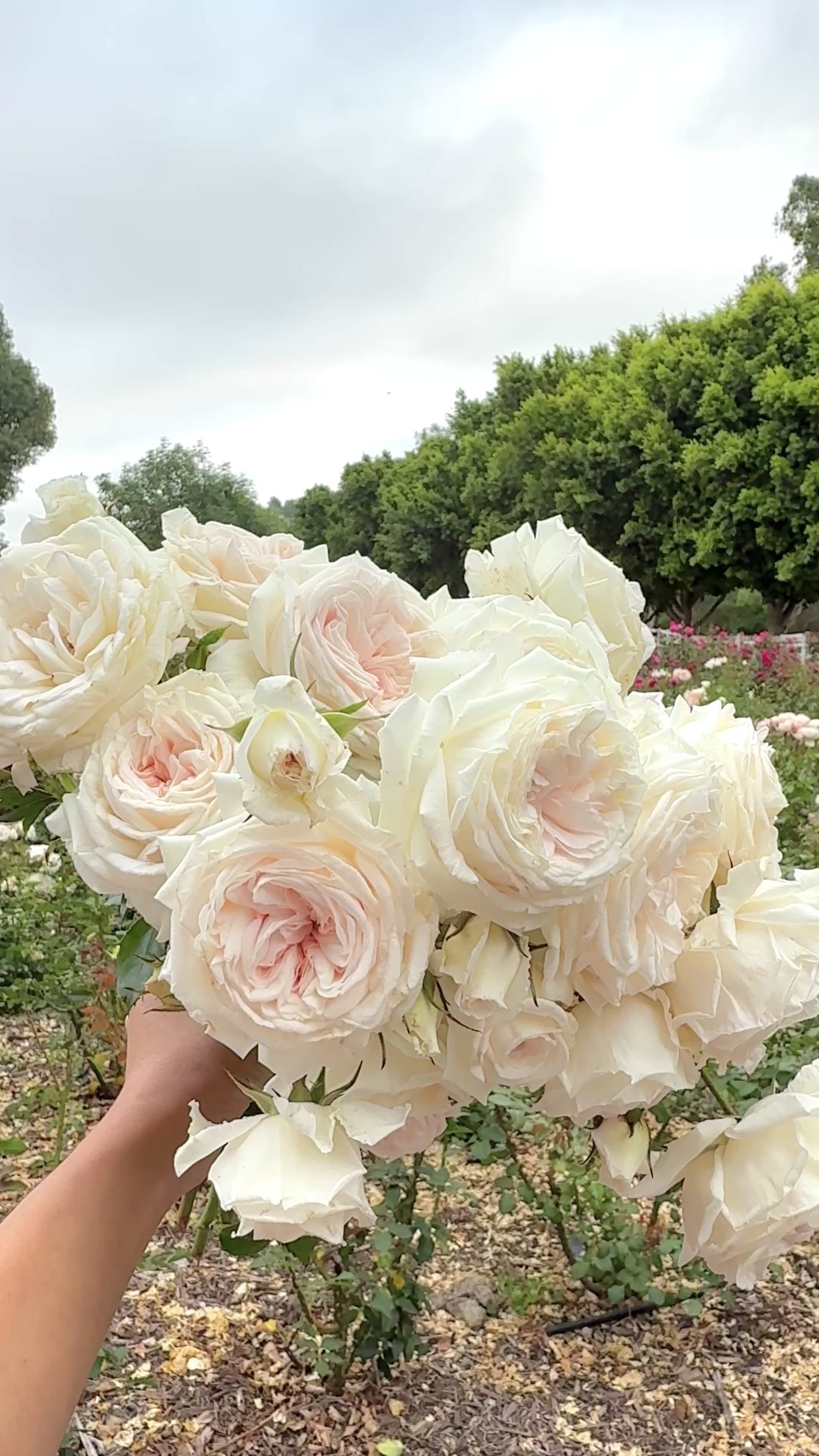 Arborose® Honeymoon™ Potted Climbing Rose - Grace Rose Farm