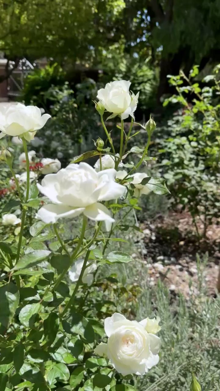 Bolero™ Potted Rose Bush - Grace Rose Farm