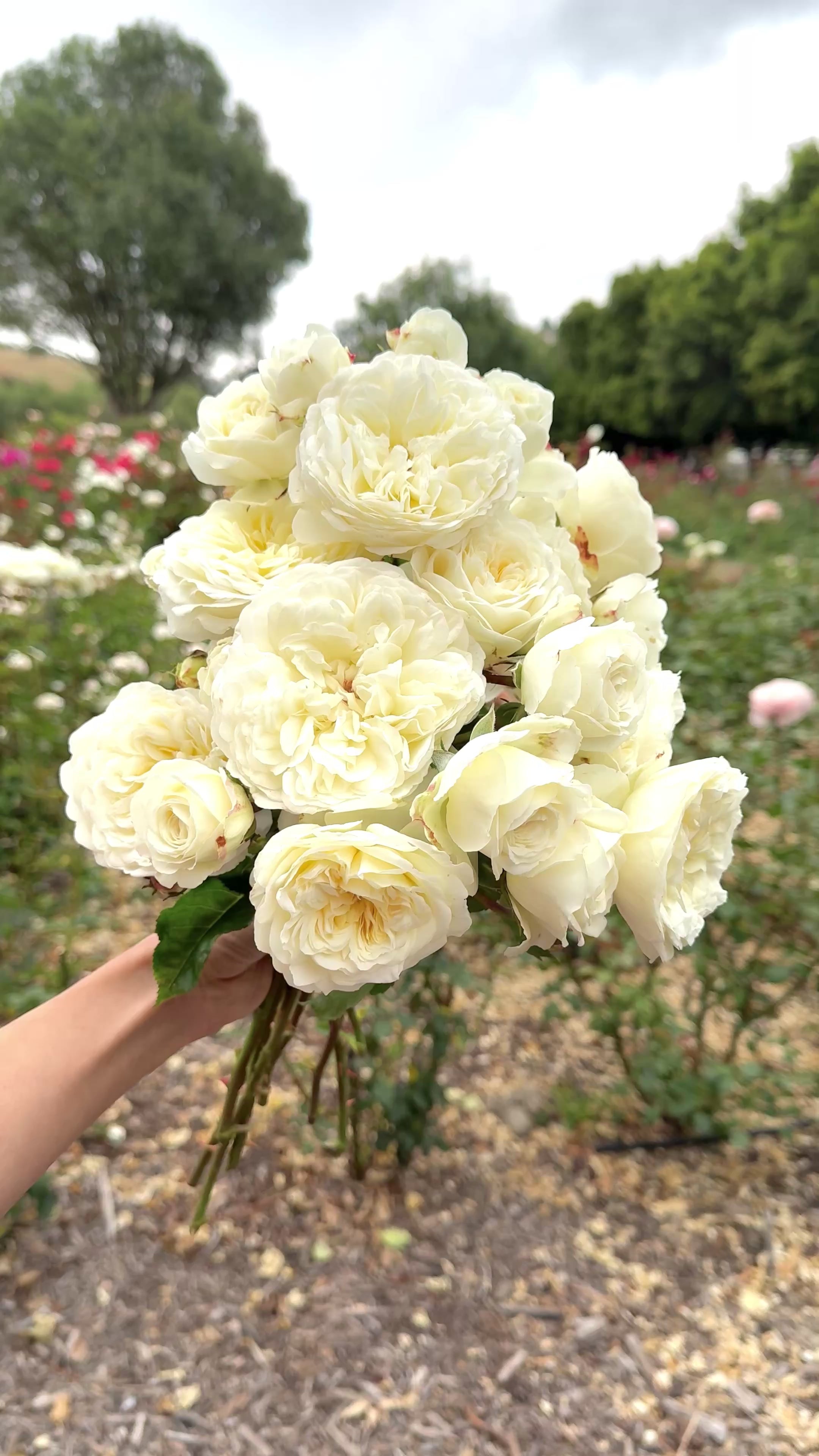 David Austin ® Tranquillity Potted Rose Bush - Grace Rose Farm