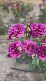 Sunbelt® Plum Perfect™  Bare Root Rose Bush