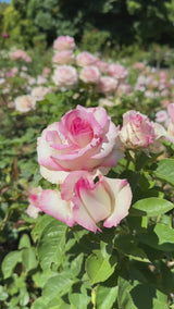Moonstone® Potted Rose Bush