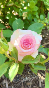 Moonstone® Potted Rose Bush