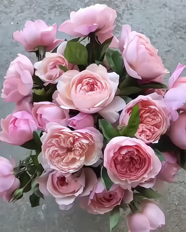 The Alnwick Rose Potted Rose Bush | Pink David Austin Rose | Grace