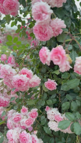 Dream Weaver™ Potted Climbing Rose