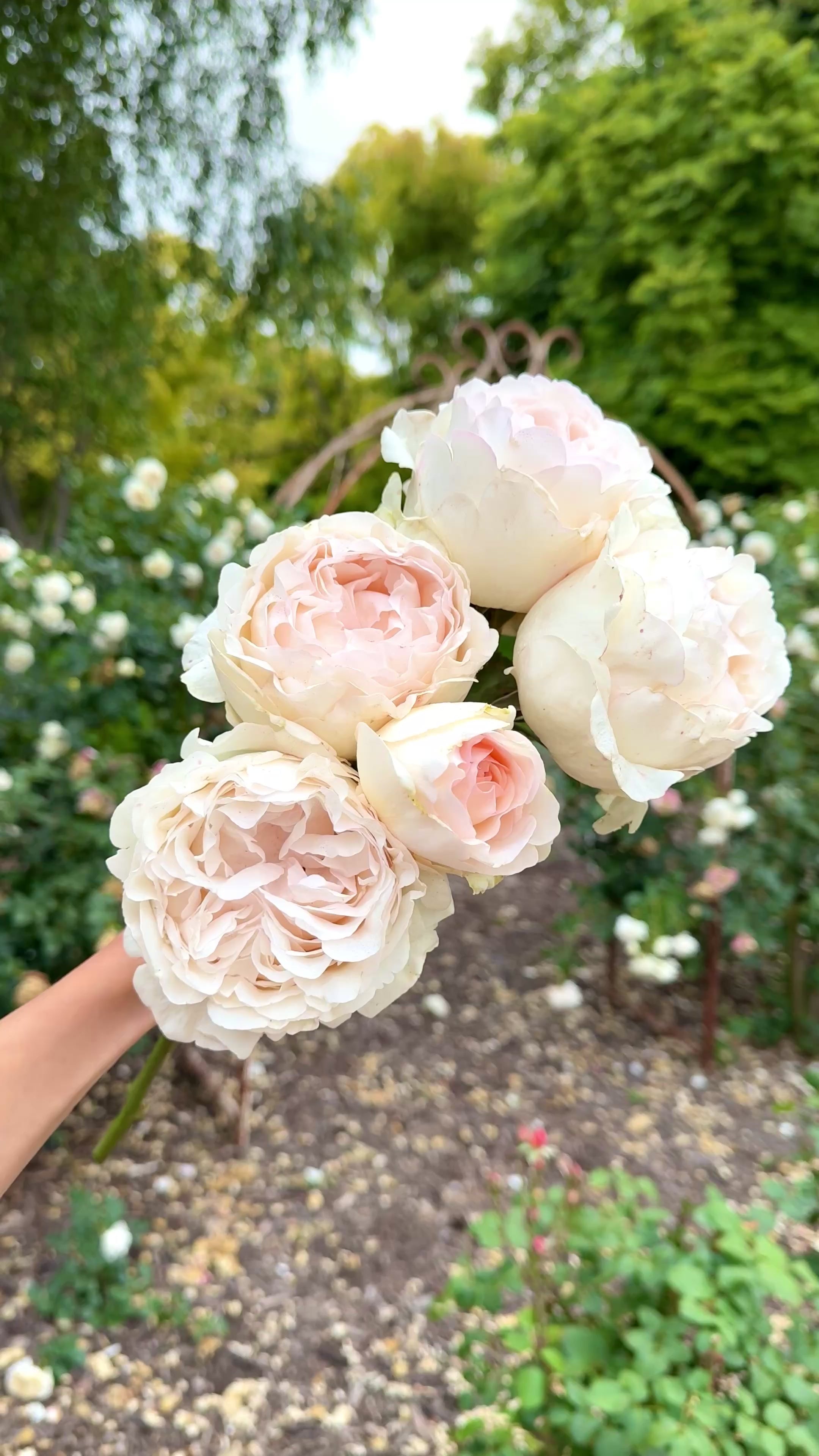 フラワー・リース ROSE Parfuma Bliss Potted Rose Bush | Fragrant Rose Plant | Grace Rose Farm