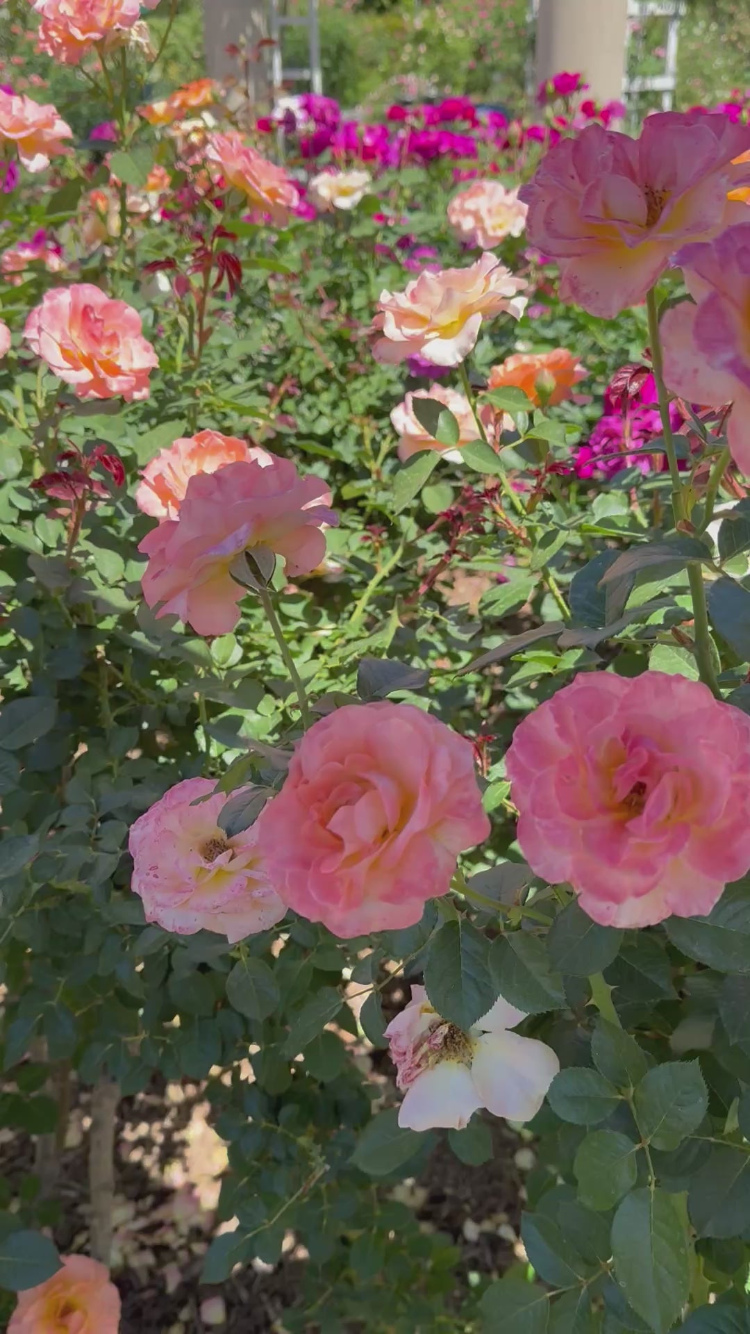 Jump for Joy Potted Rose Bush | Peachy Pink Floribunda Rose