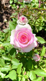 Moonstone® Potted Rose Bush