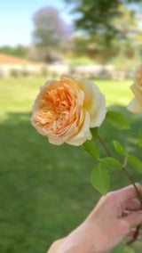 David Austin® Golden Celebration® Potted Climbing Rose