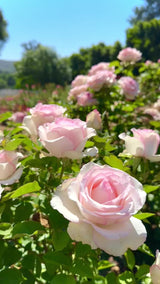 Moonstone® Potted Rose Bush