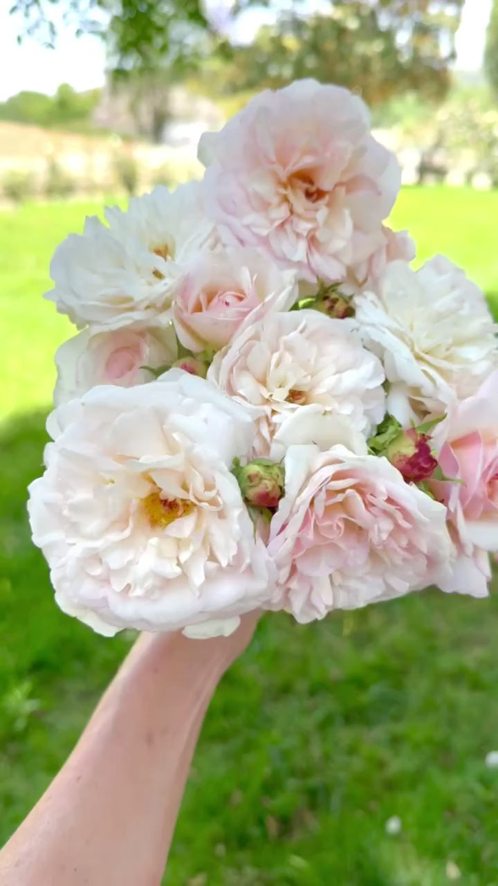 Gruss an Aachen Rose Bush | Apricot Cream Rose Plant | Grace Rose Farm