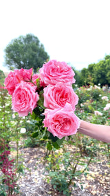 Heavenly Scented™ Bare Root Rose Bush