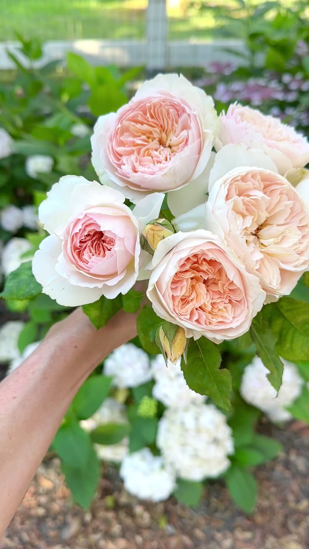 Han Xian Rose | Specialty Pink Rose Bush | Grace Rose Farm