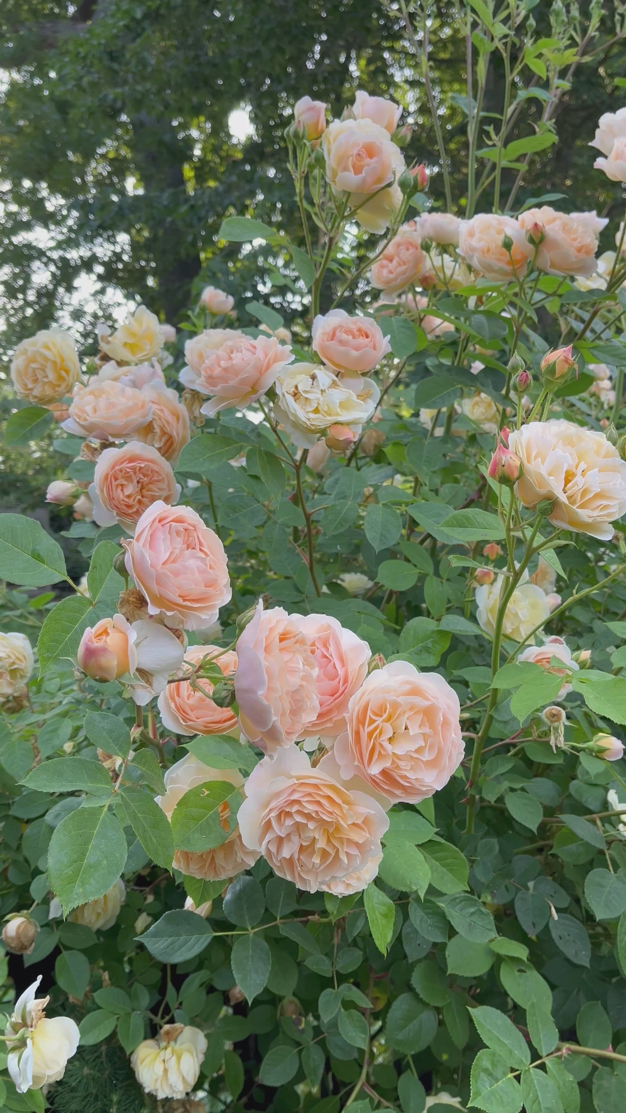 Teasing Georgia Climbing Rose | Yellow David Austin Climber