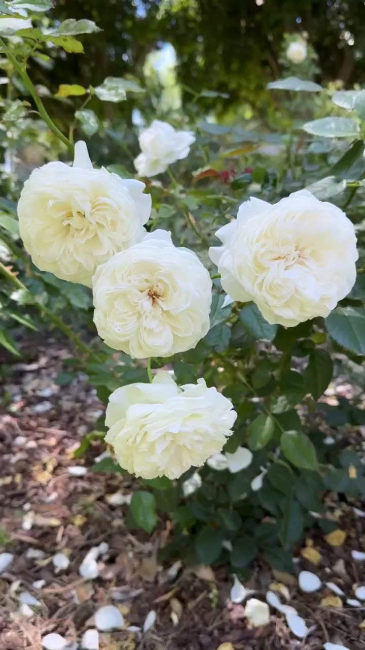Bolero Potted Rose Bush | Grace Rose Farm