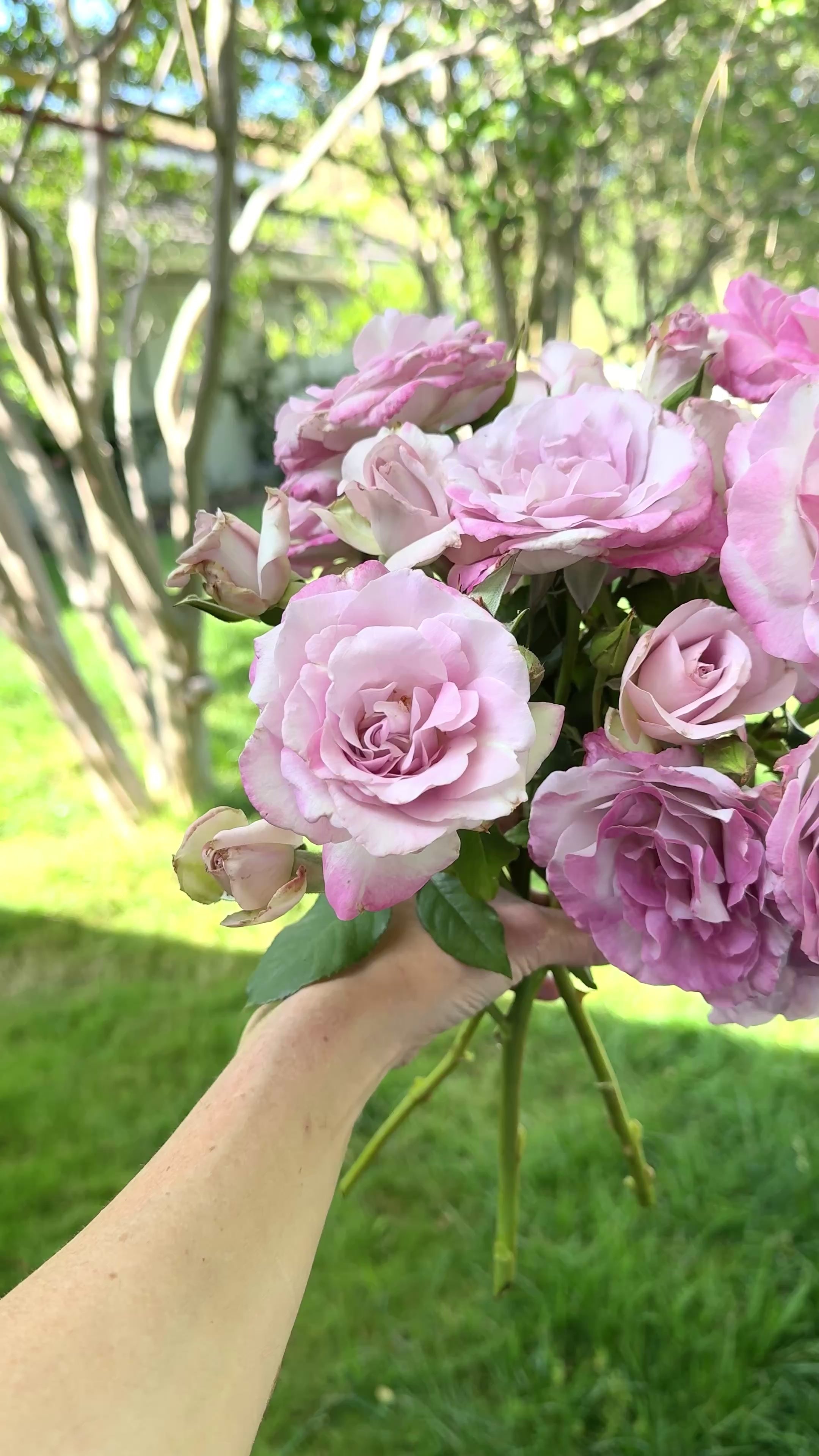 パープルローズ Nicole Carol Miller Potted Rose Bush - Grace Rose Farm