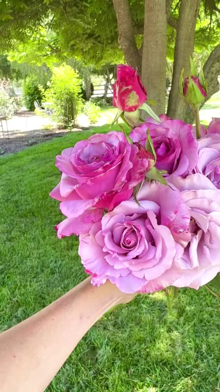 Neptune Potted Rose Bush | Lavender Fragrant Rose | Grace Rose Farm