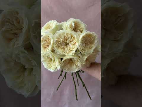 Enid Bouquet | David Austin Pink Rose Bouquet | Grace Rose Farm