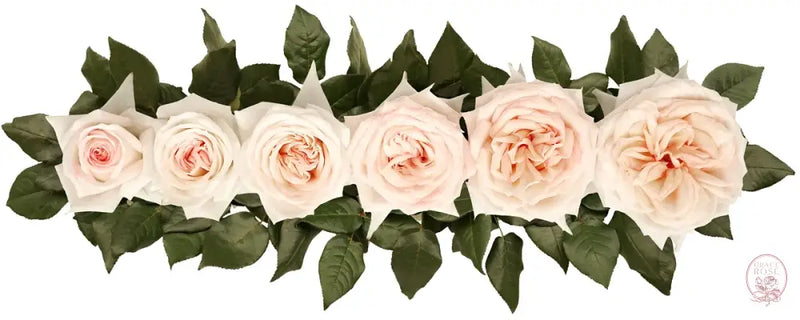 Princess Maya® Bouquet CUTS