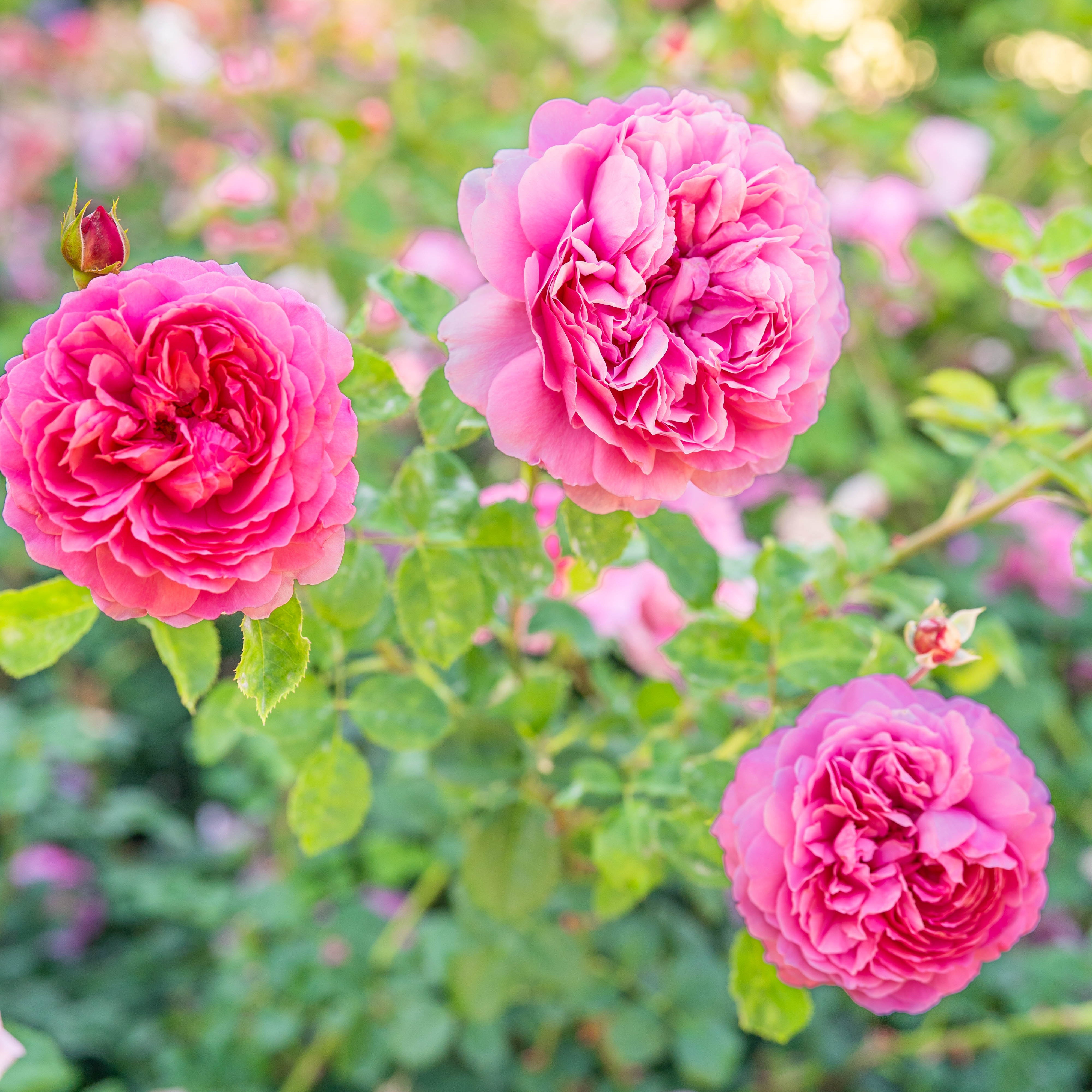 David Austin Princess Alexandra of Kent Rose - Thumbnail 5