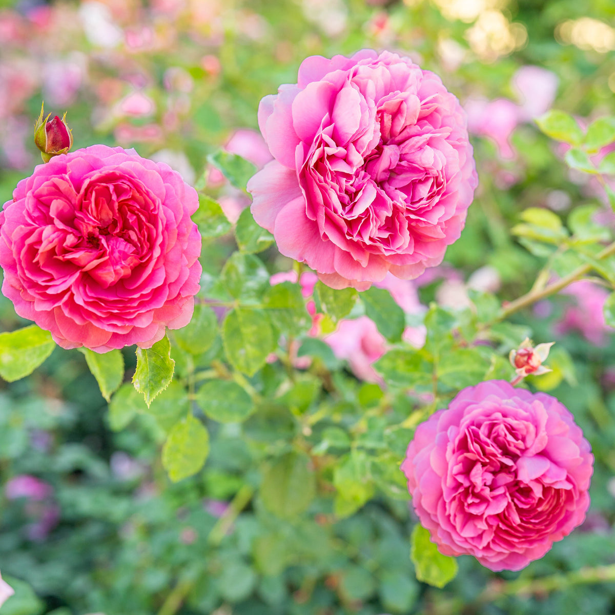 Pink roses with a blurred green and pink background