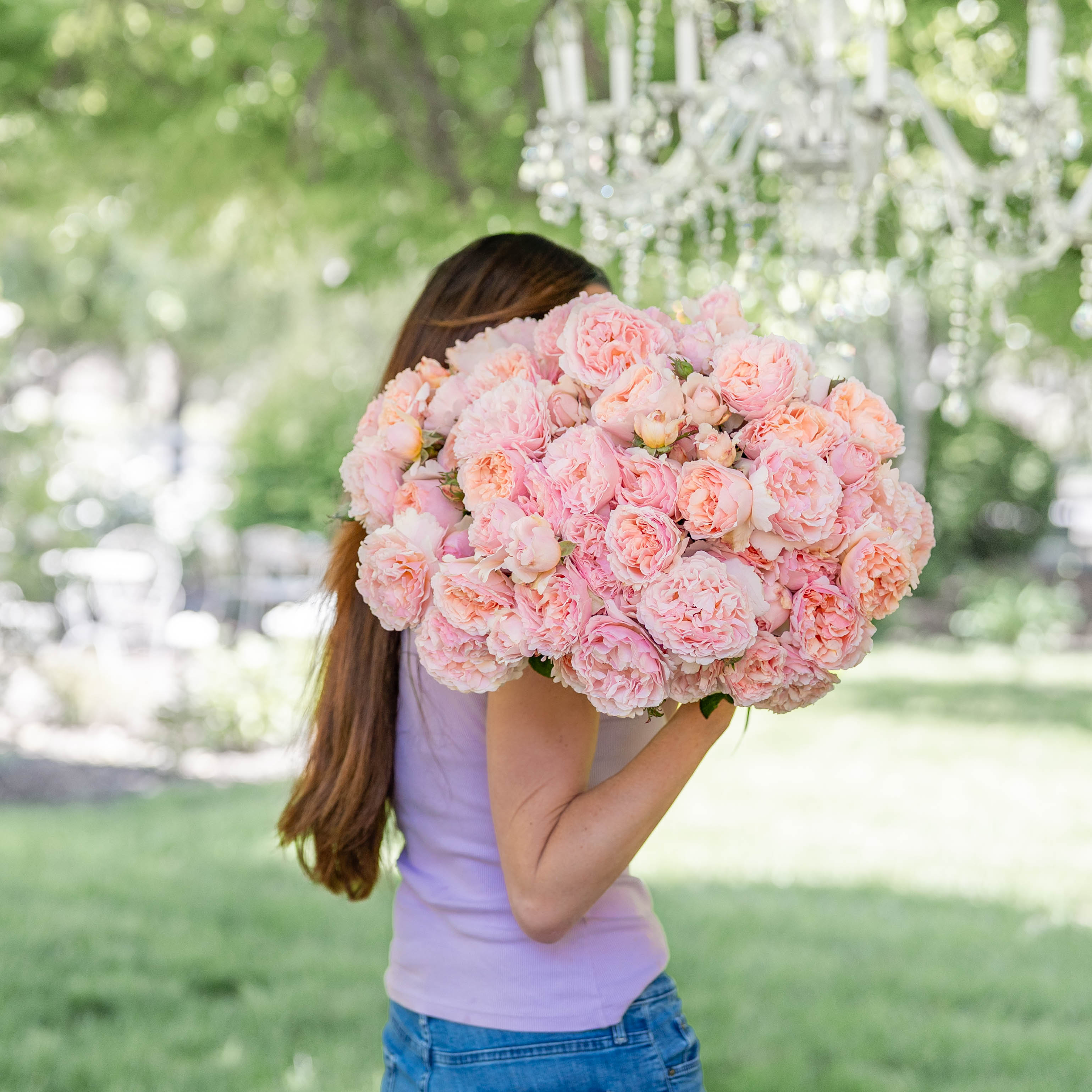 Grace Rose Farm Princesse Charlene de Monaco Rose Bush - Thumbnail 4