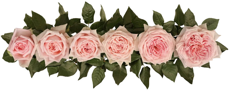 Princess Hitomi Special Bouquet