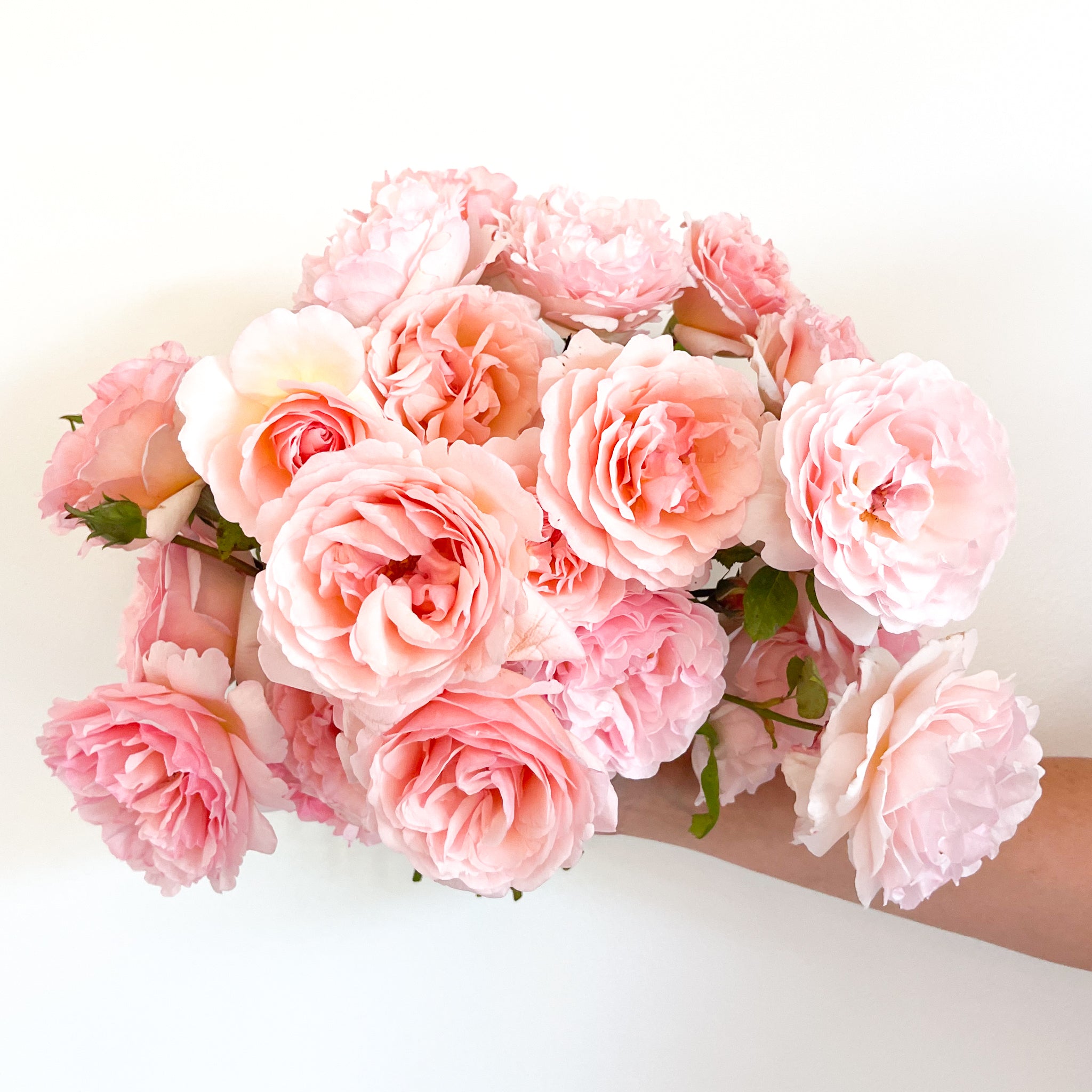 Princesse Charlene de Monaco® Bare Root Rose Bush