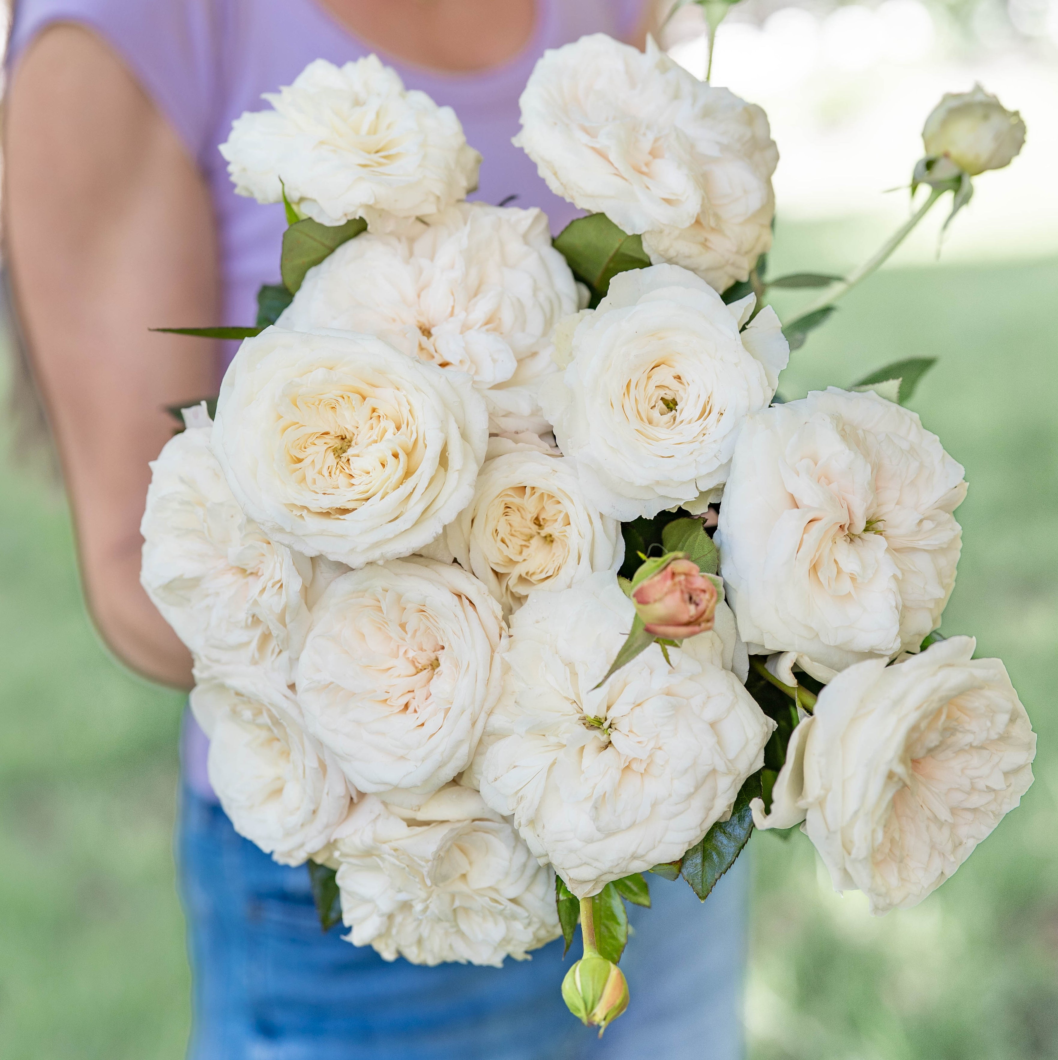 Pure Perfume Potted Rose Bush