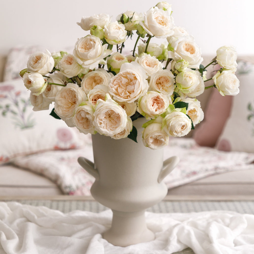 Cream Roses | From White O'Hara To Princess Maya | Grace Rose Farm