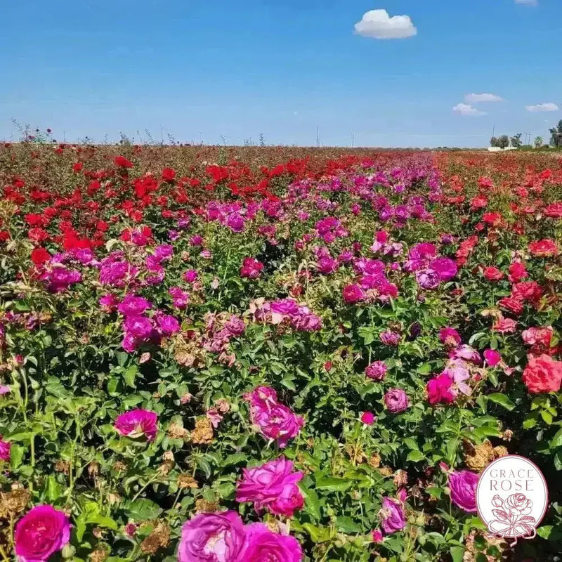 Purple Aura  Bare Root Rose Bush