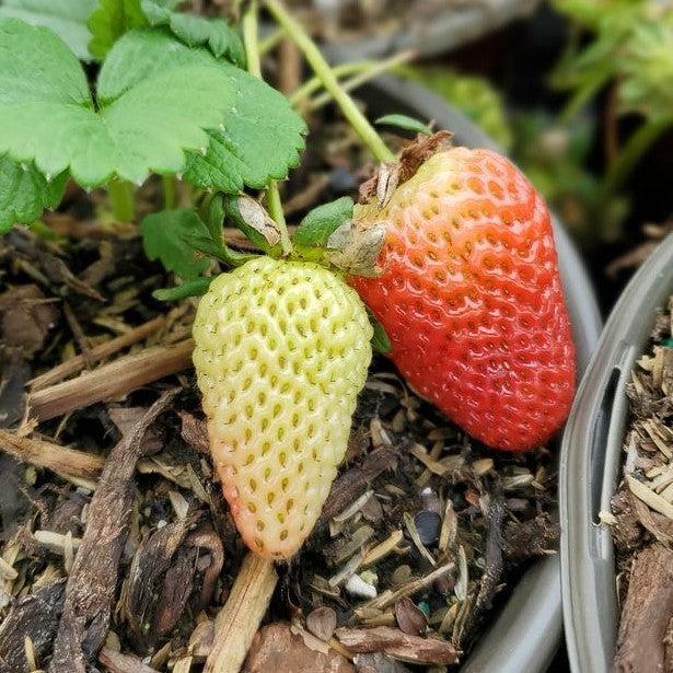 Strawberry Sweet Kiss™ Everbearing Potted Strawberry Plant
