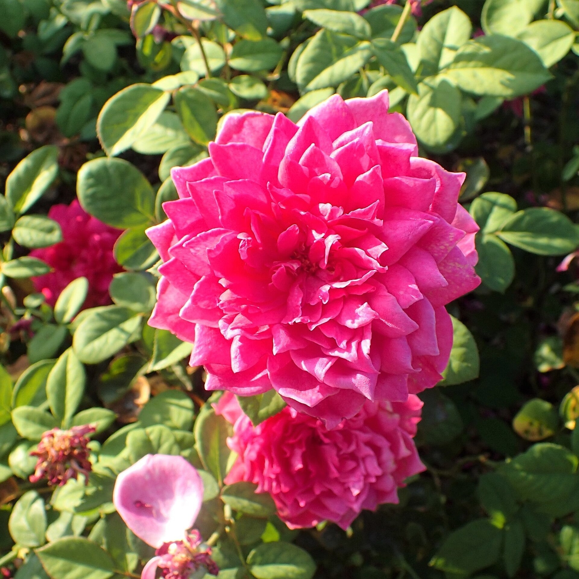 David Austin® Sophy's Rose Potted Rose Bush