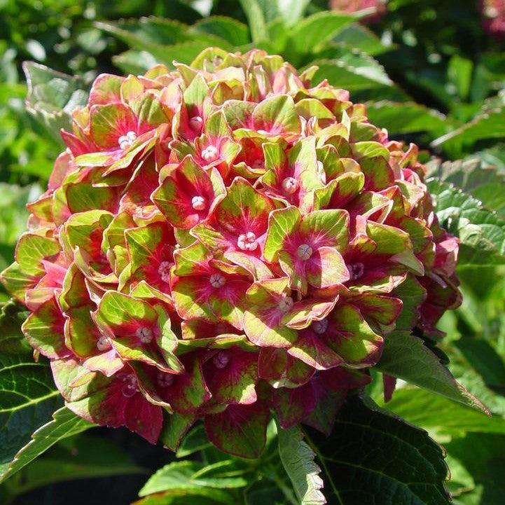 Hydrangea Next Generation® Pistachio Potted Bigleaf Hydrangea Bush