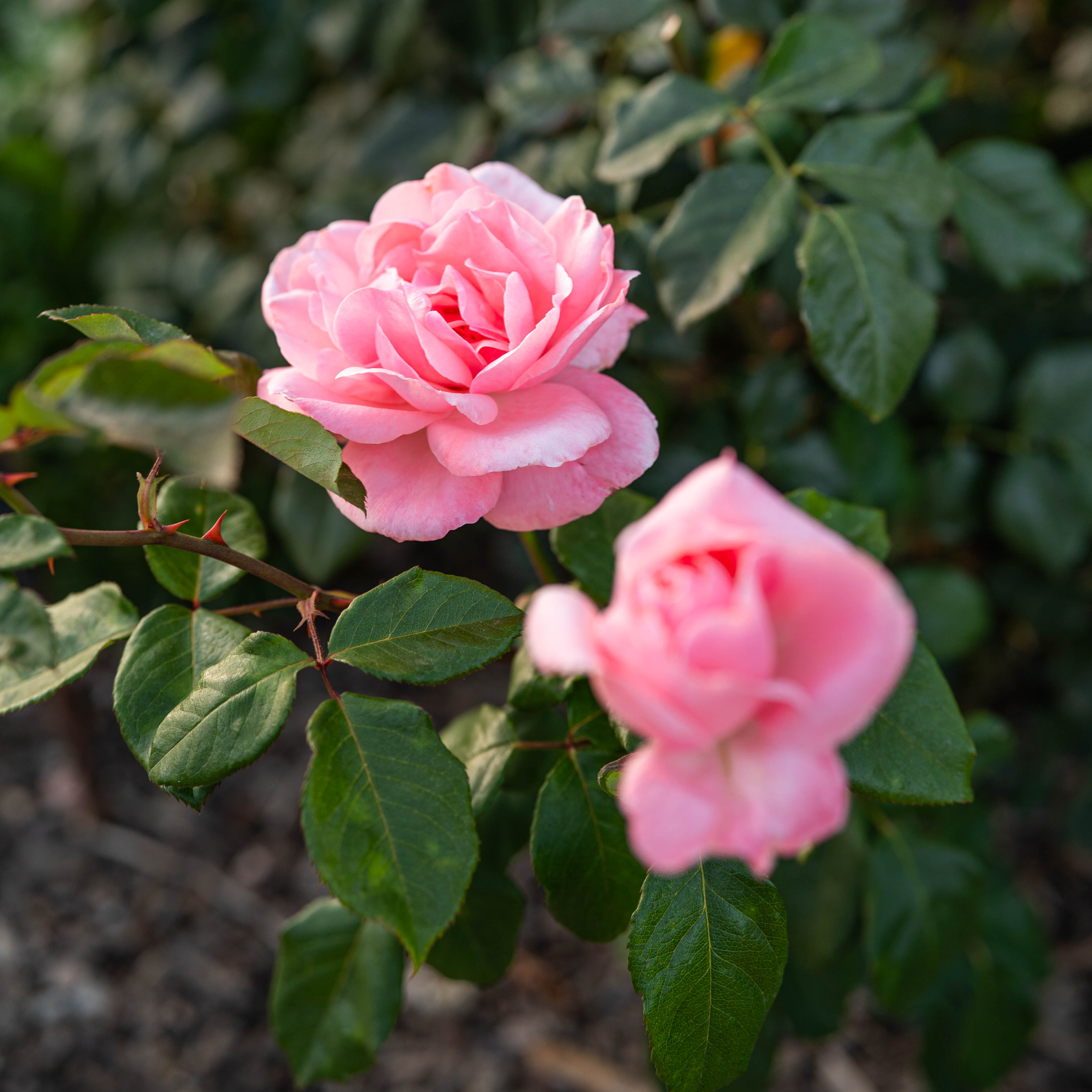 Grace Rose Farm Queen Elizabeth Rose Bush - Thumbnail 2