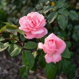 Queen Elizabeth Potted Rose Bush