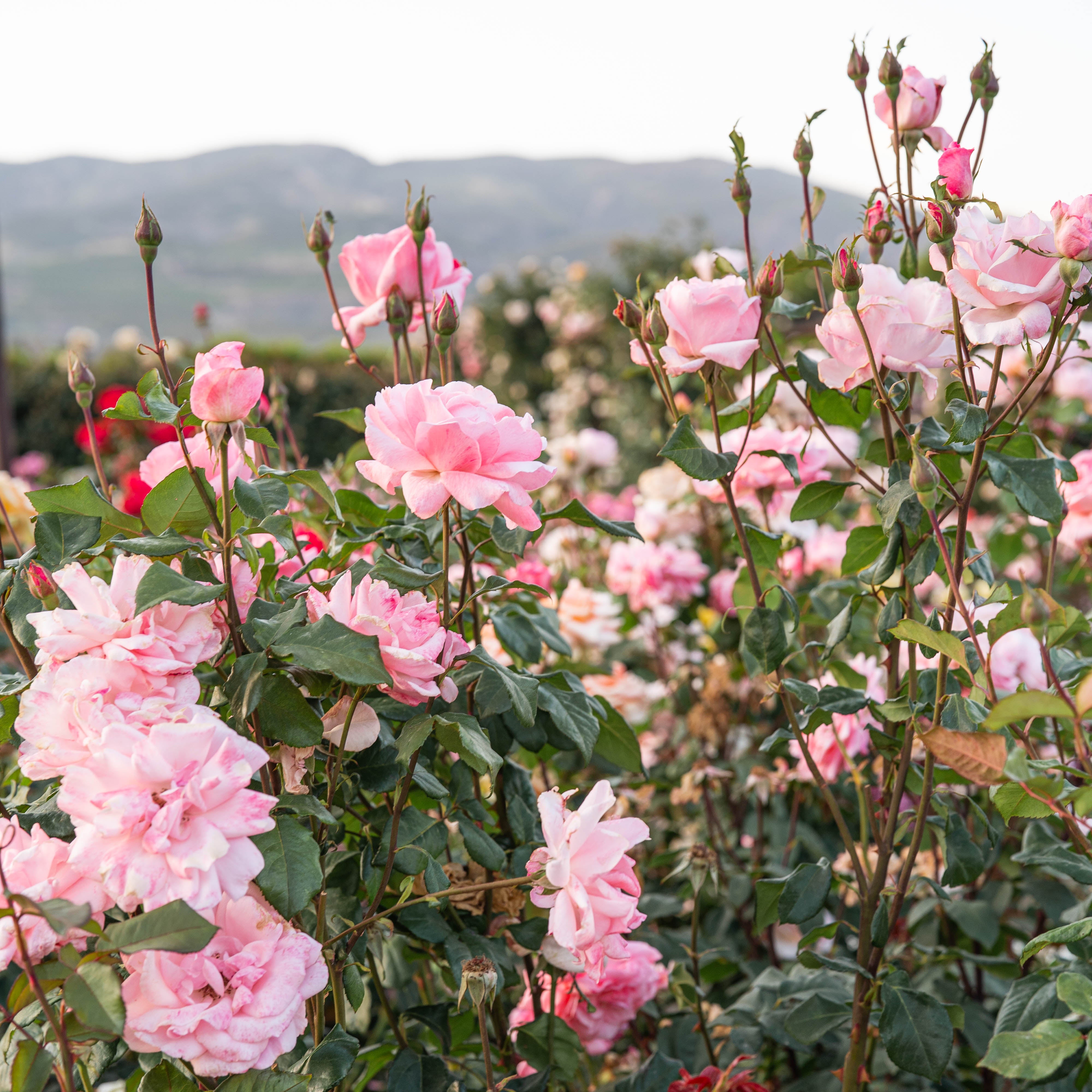 Queen Elizabeth Bare Root Rose Bush