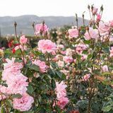 Queen Elizabeth Potted Rose Bush