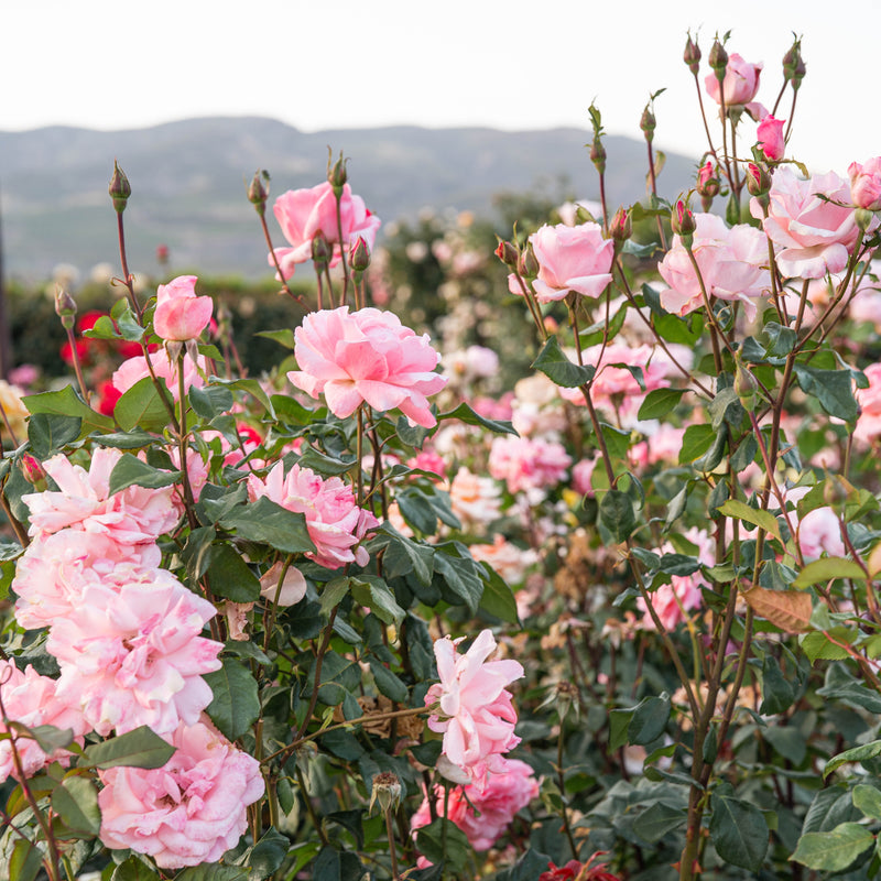 Queen Elizabeth Potted Rose Bush