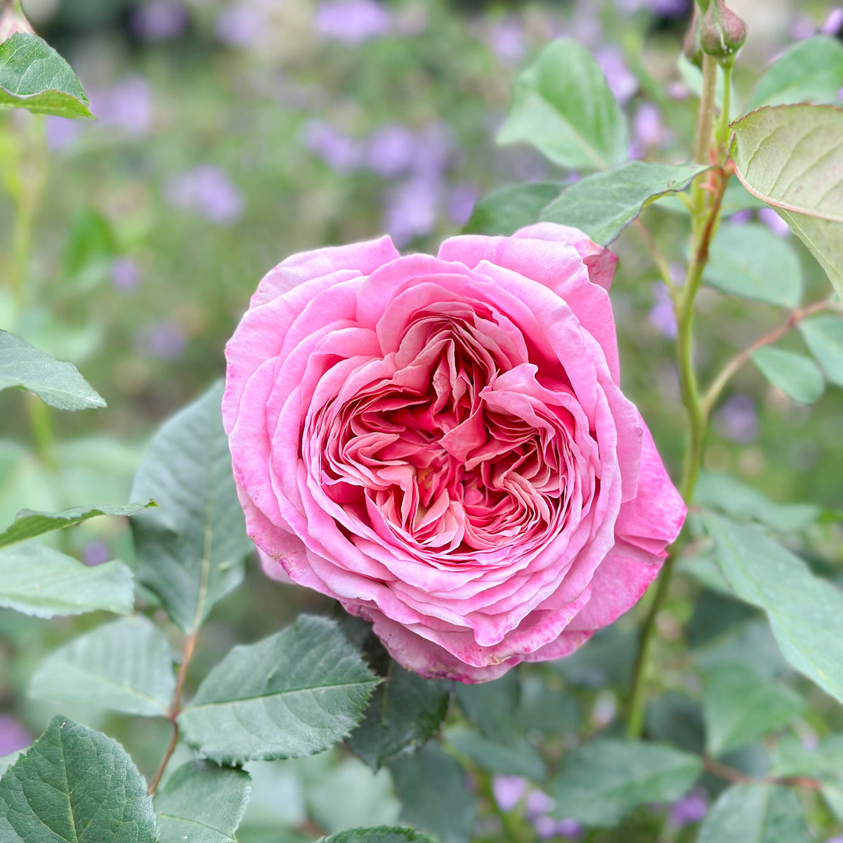 Queen of Elegance™ Bare Root Tree Rose