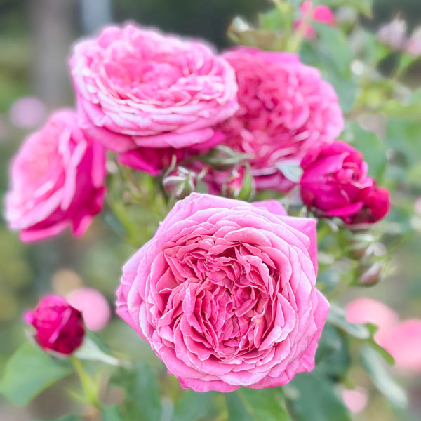 Queen of Elegance™ Potted Tree Rose
