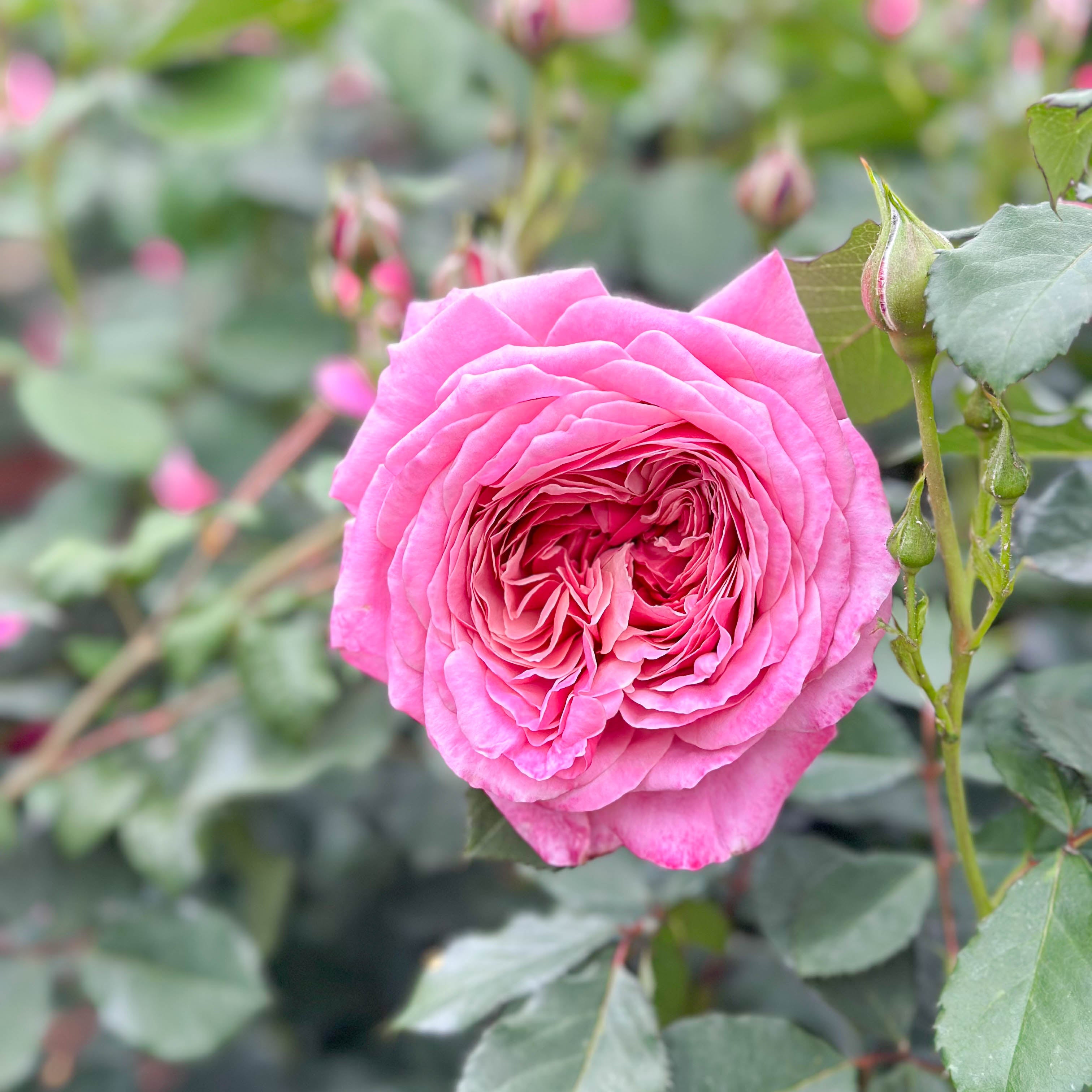 Queen Of Elegance Rose | Elegant Pink Rose Bush | Grace Rose Farm