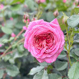 Queen Of Elegance™ Potted Tree Rose