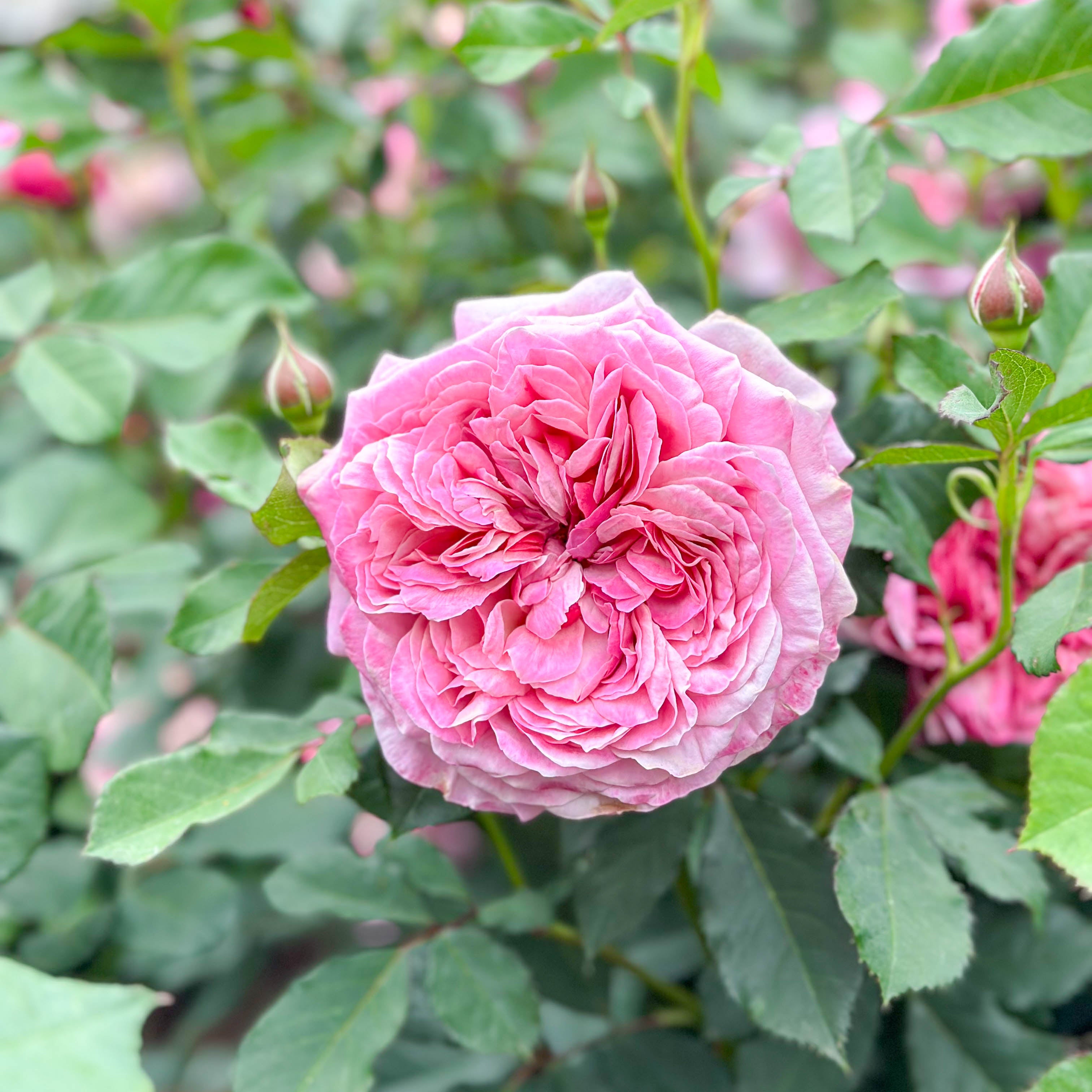 Queen of Elegance™ Bare Root Rose Bush