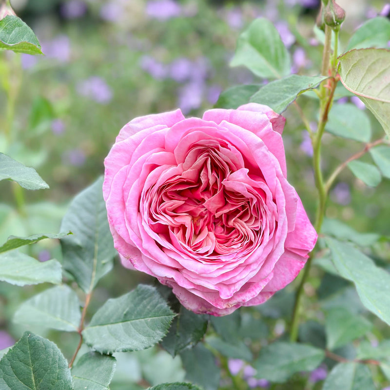 Queen Of Elegance™ Potted Tree Rose