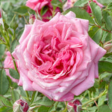 Queen Of Elegance™ Potted Tree Rose